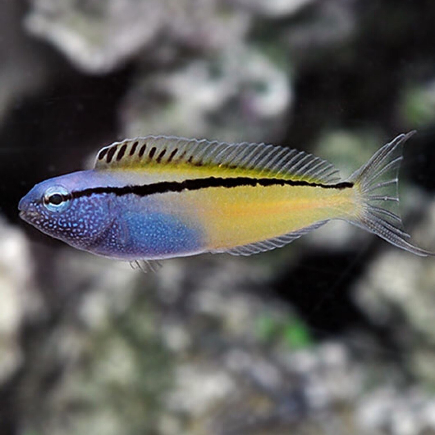 TR Blackline Blenny