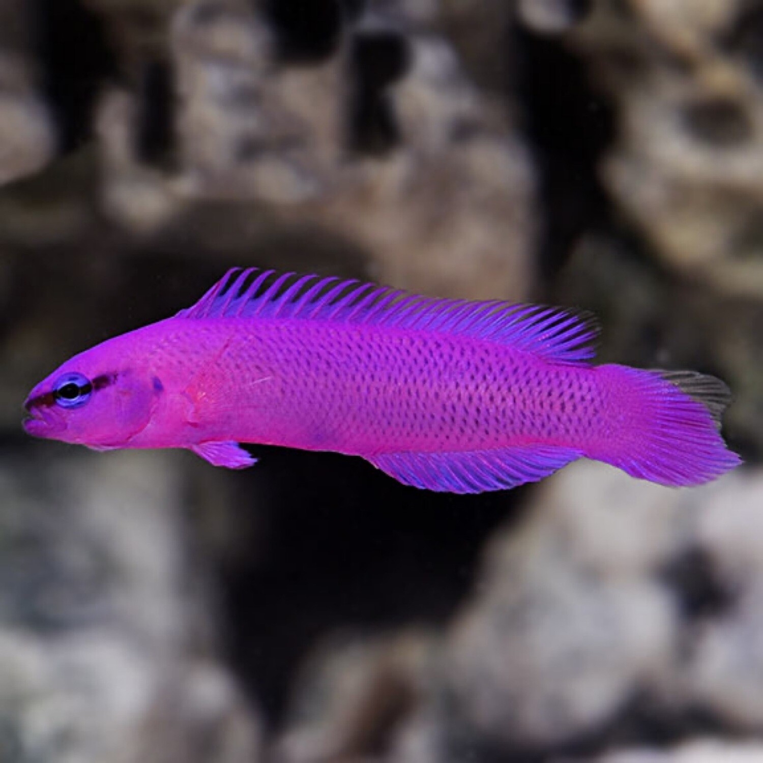 TR Orchid Dottyback