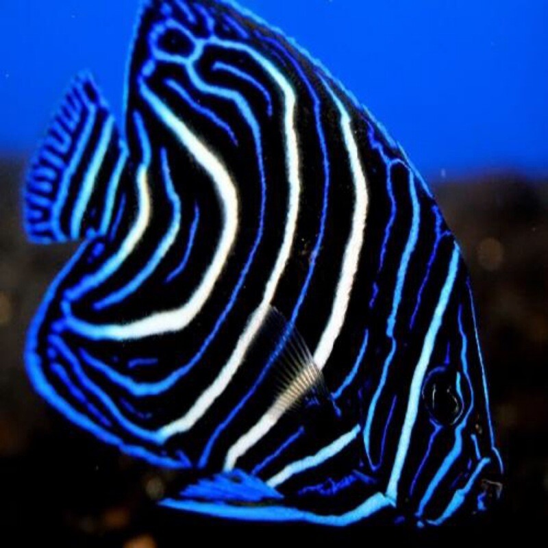 Koran Angelfish