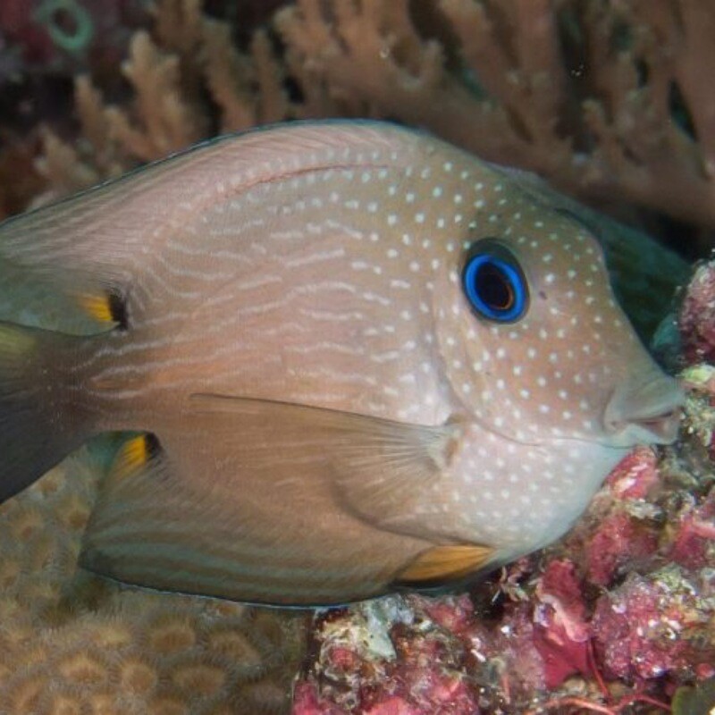 Two Spot Bristletooth Tang Ctenochaetus binotatus MAC Certified