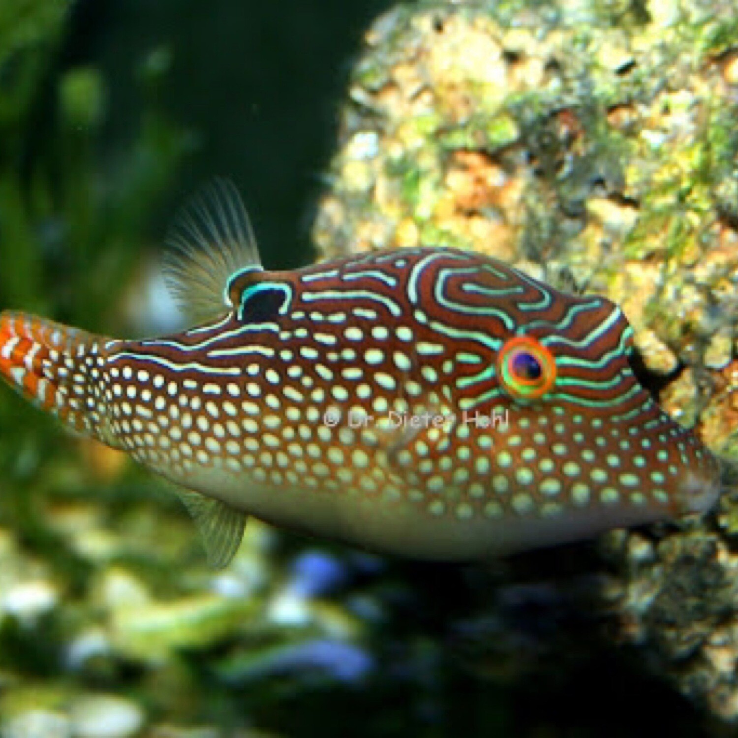Pearl Toby Puffer Canthigaster Margaritata