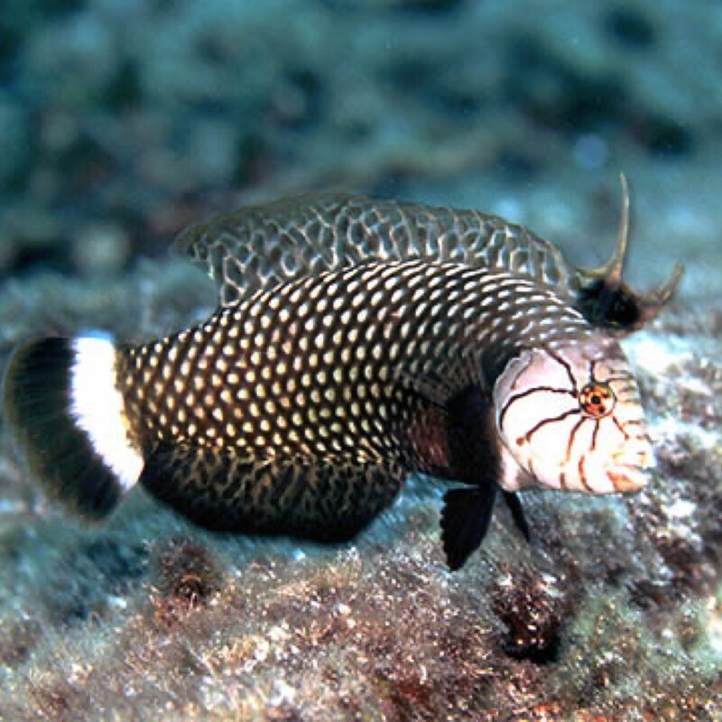 Dragon Wrasse Novaculichthys Taeniourus