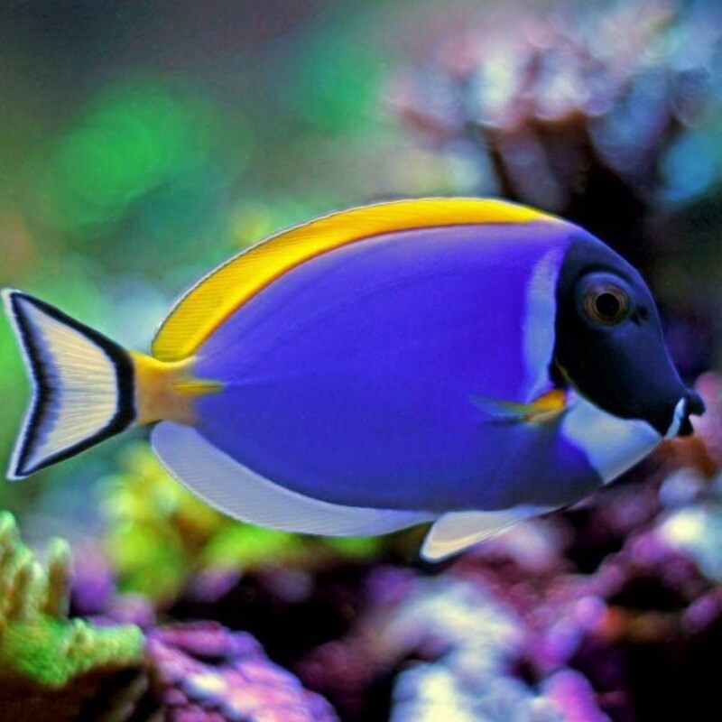 Powder Blue Tang Acanthurus Leucosternon