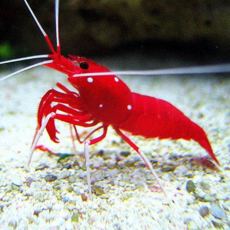 Blood/Fire Shrimp Lysmata Debelius