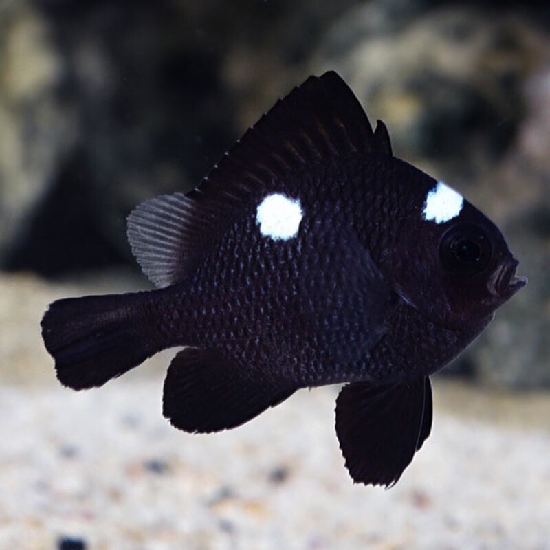 Three Spot Damsel Dascyllus Trimaculatus