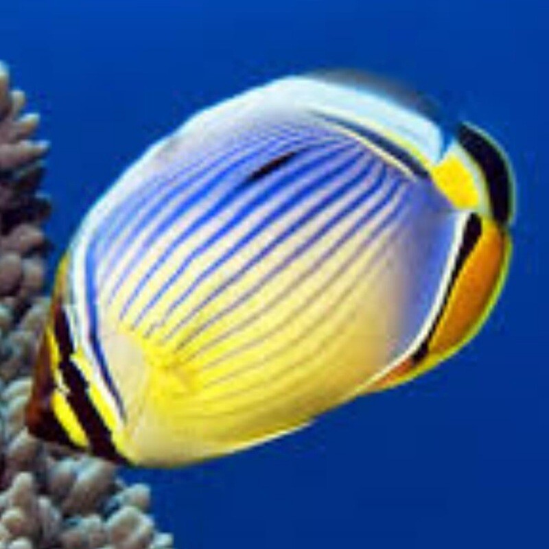 Melon Butterflyfish Chaetodon Trifasciatus