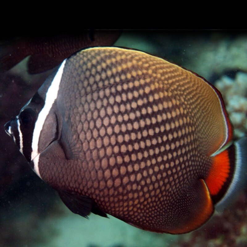 Pakistani Butterflyfish Chaetodon Collare