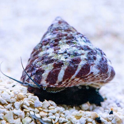 Red Stripe Snail Turbo Trochus Maculatus