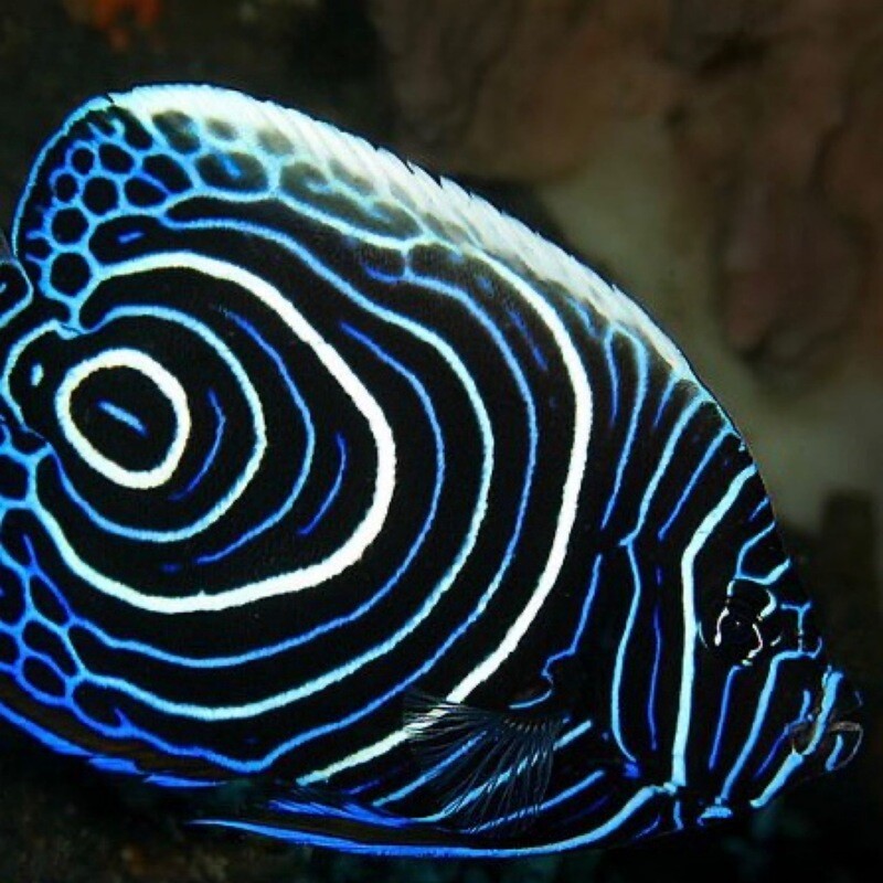 Emperor Angelfish