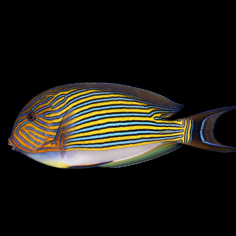 Clown Tang Acanthurus Lineatus