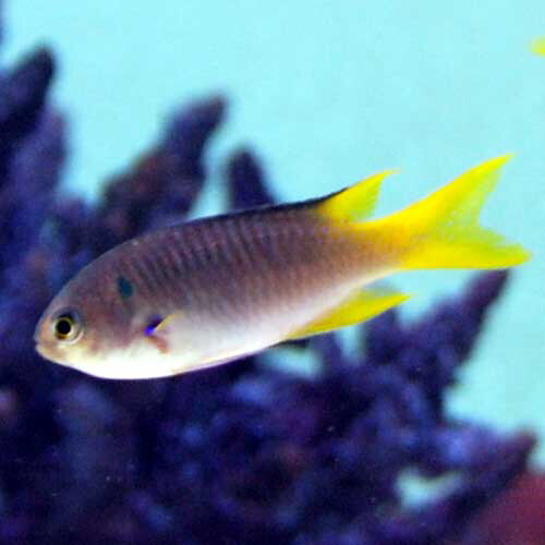 Lyretail Chromis Neopomacentrus Nemurus