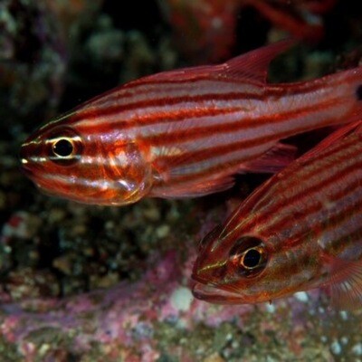 Candy Striped Cardinal