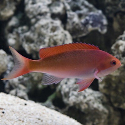 Red Fairy Anthias