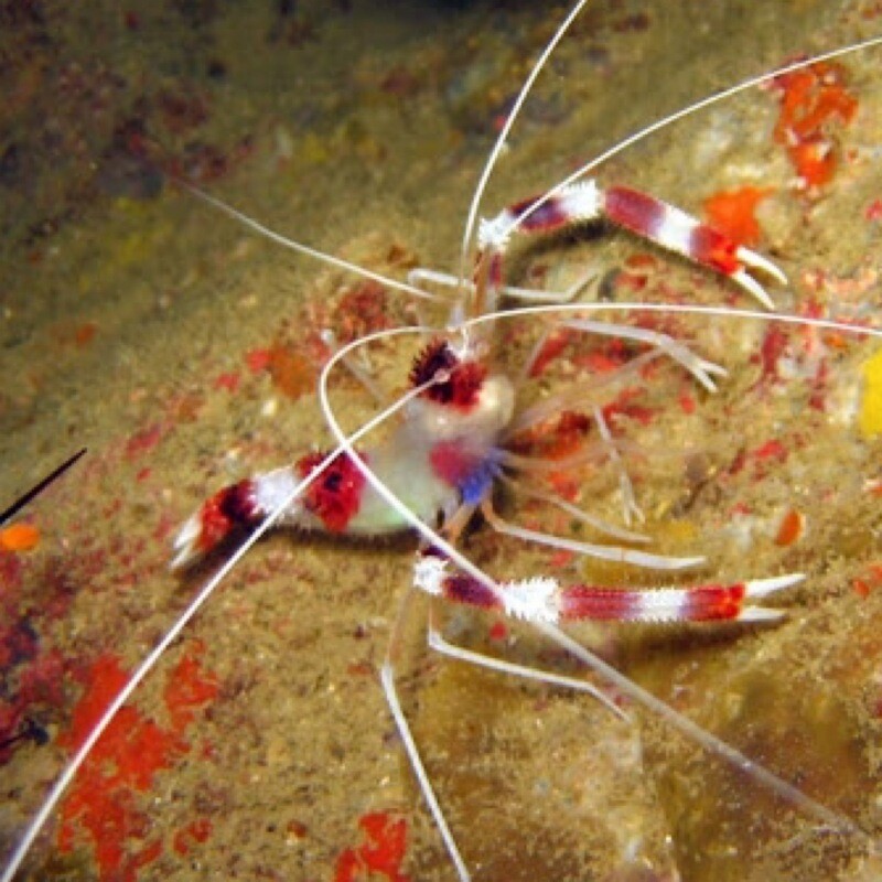 Coral Banded Shrimp