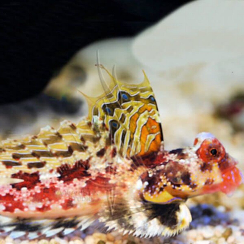 Red Marbled Dragonet (Synchiropus stellatus)