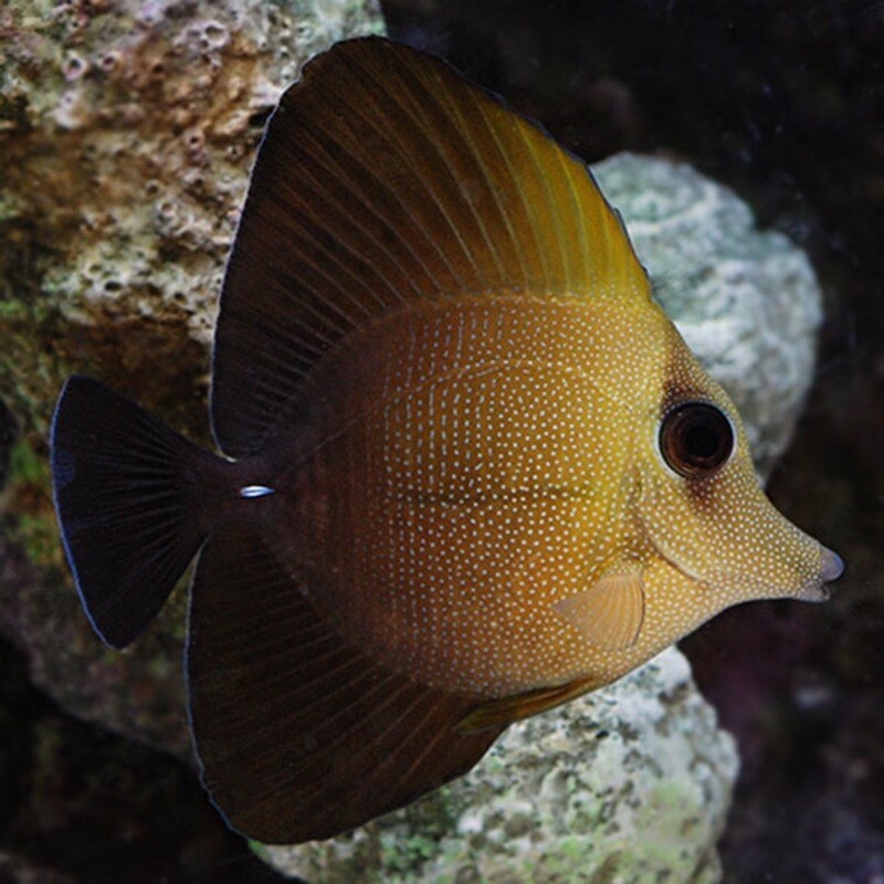 Scopas Tang - MAC Certified