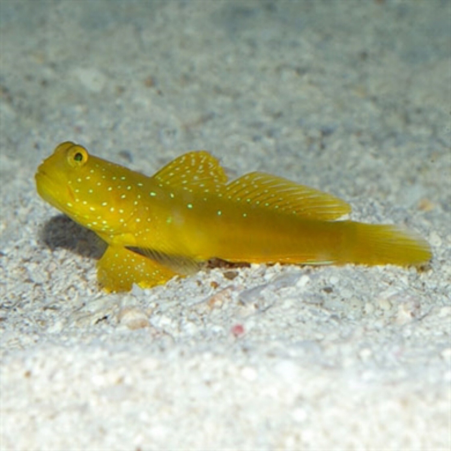 Yellow Watchman Goby