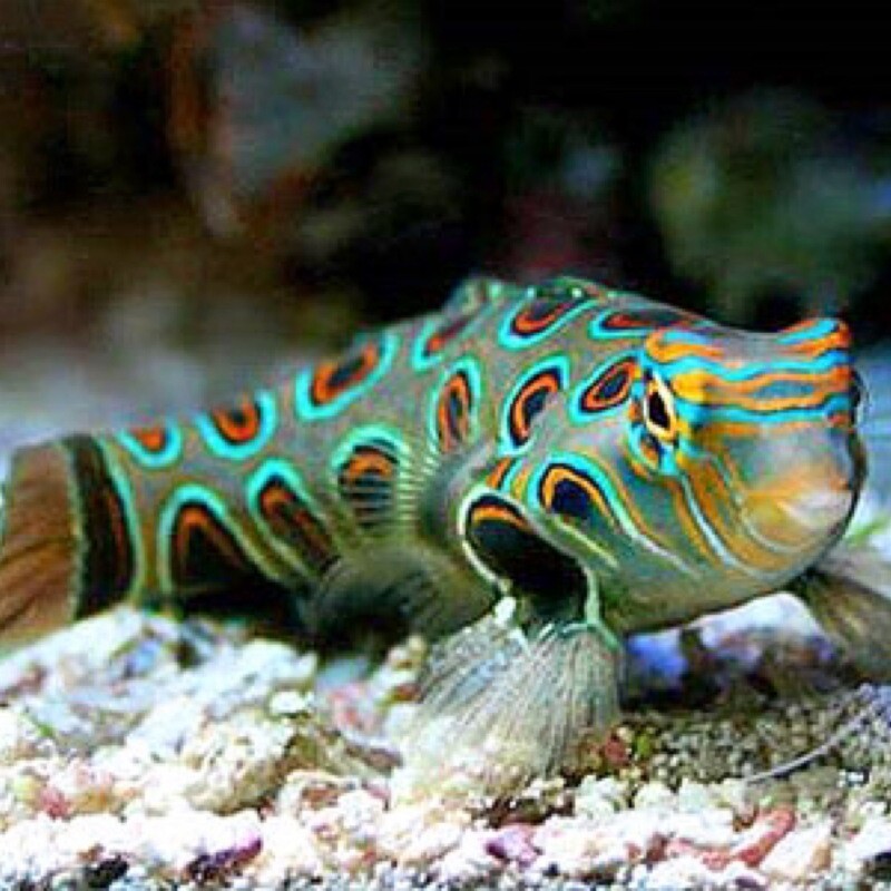 Spotted Mandarin Dragonet