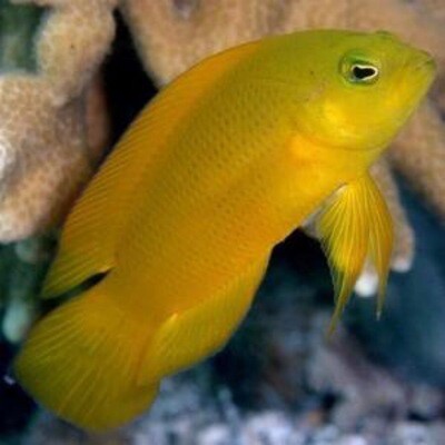 Golden Dottyback