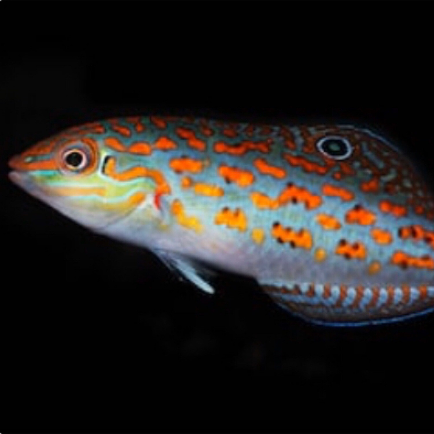 Timor Wrasse