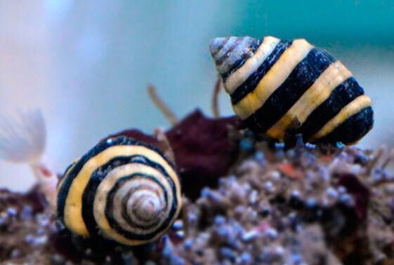 Bumble Bee snails