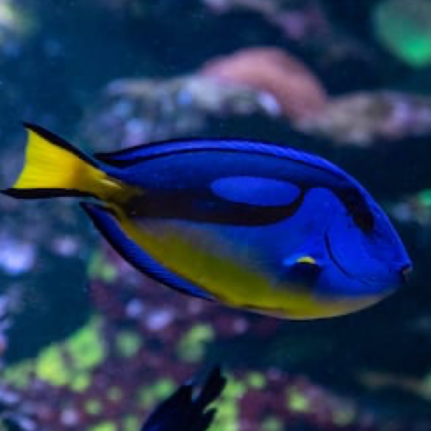 Yellow Belly Blue Hippo Tang