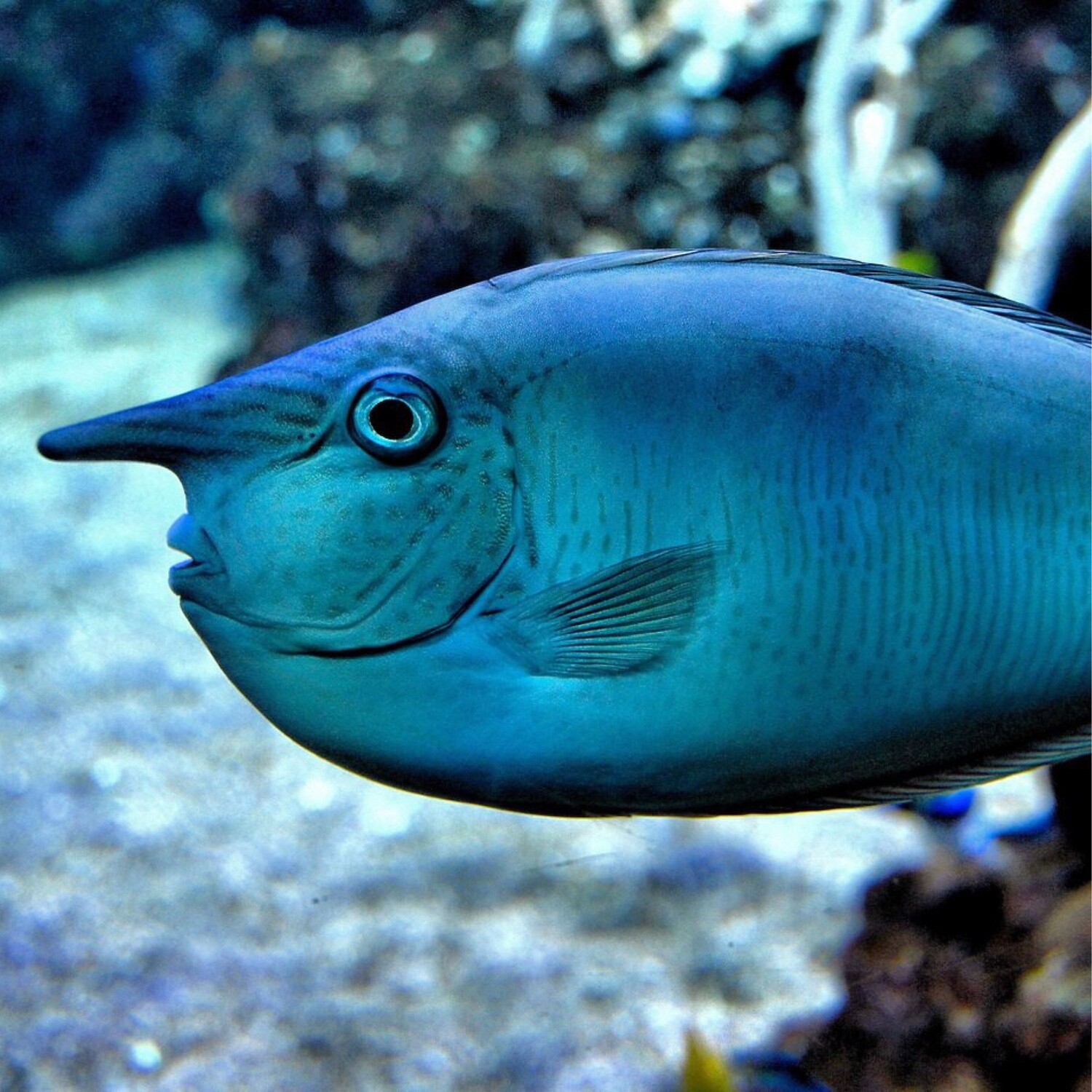 Bluespine Unicorn Tang