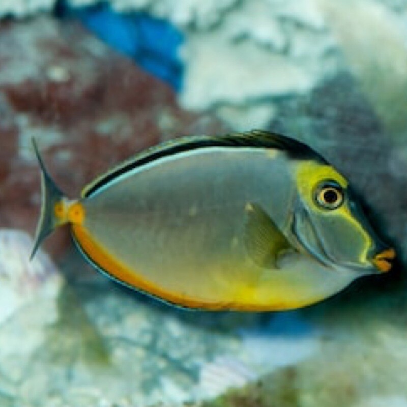 Naso Tang