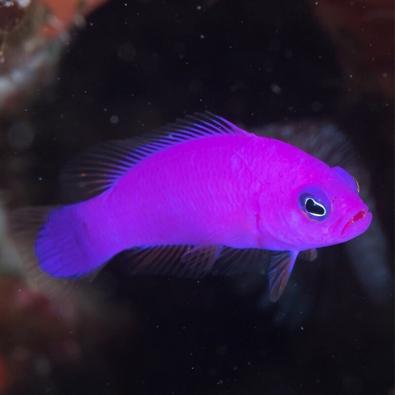 Magenta Dottyback