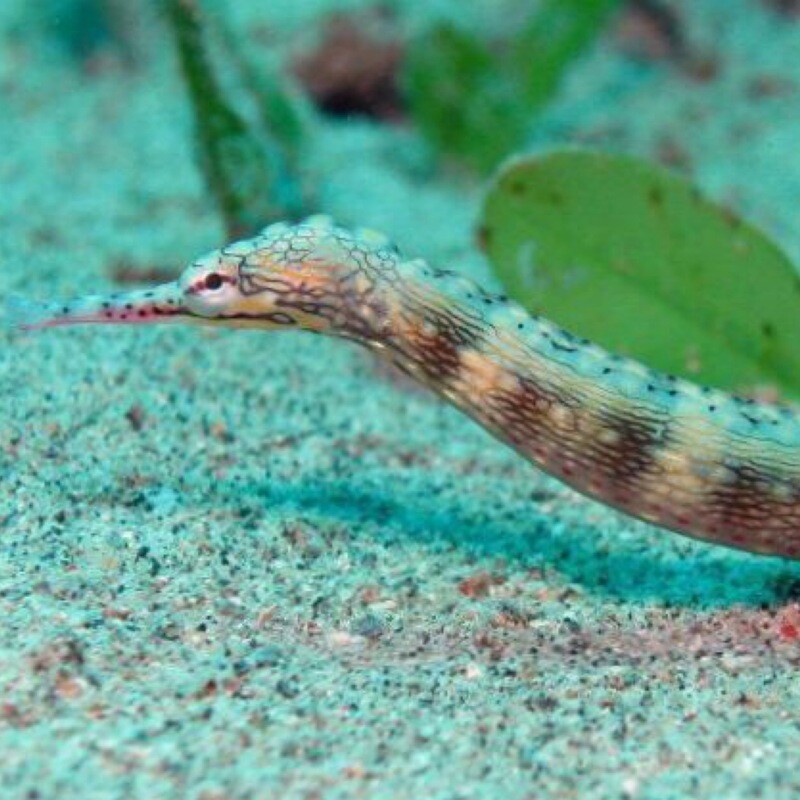 Dragon face Pipefish
