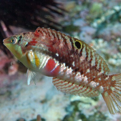 Pink Belly Wrasse