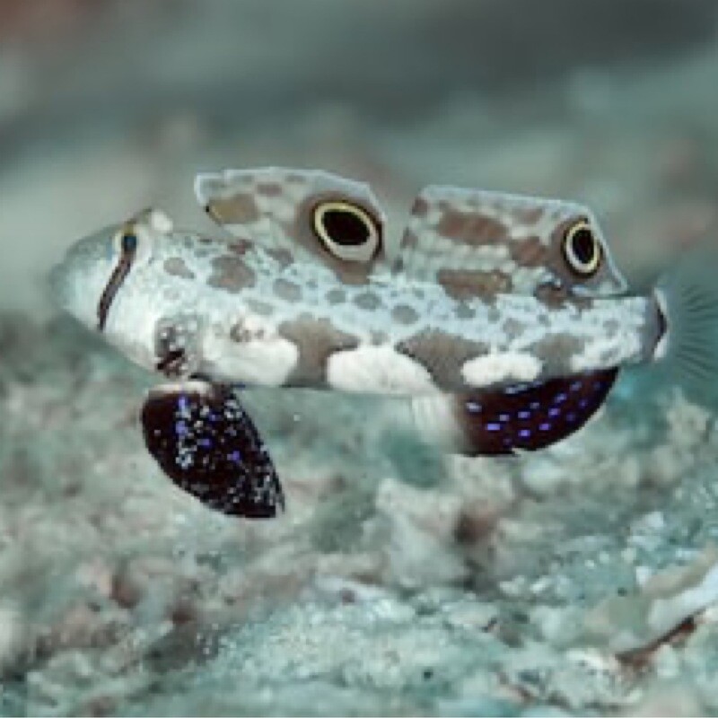Twin Spot Goby