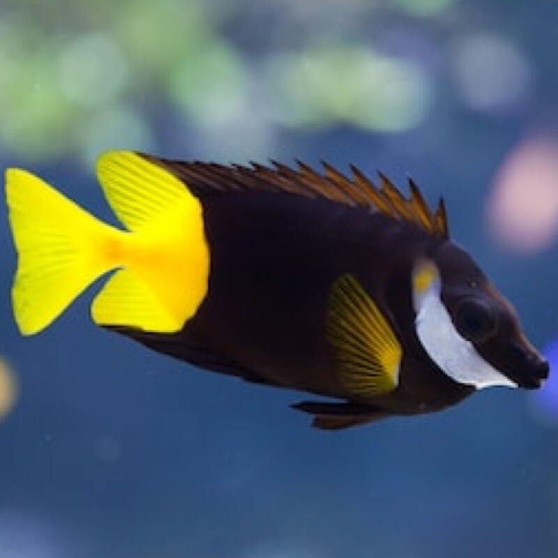Bi-Colour Fiji Foxface MAC Certified