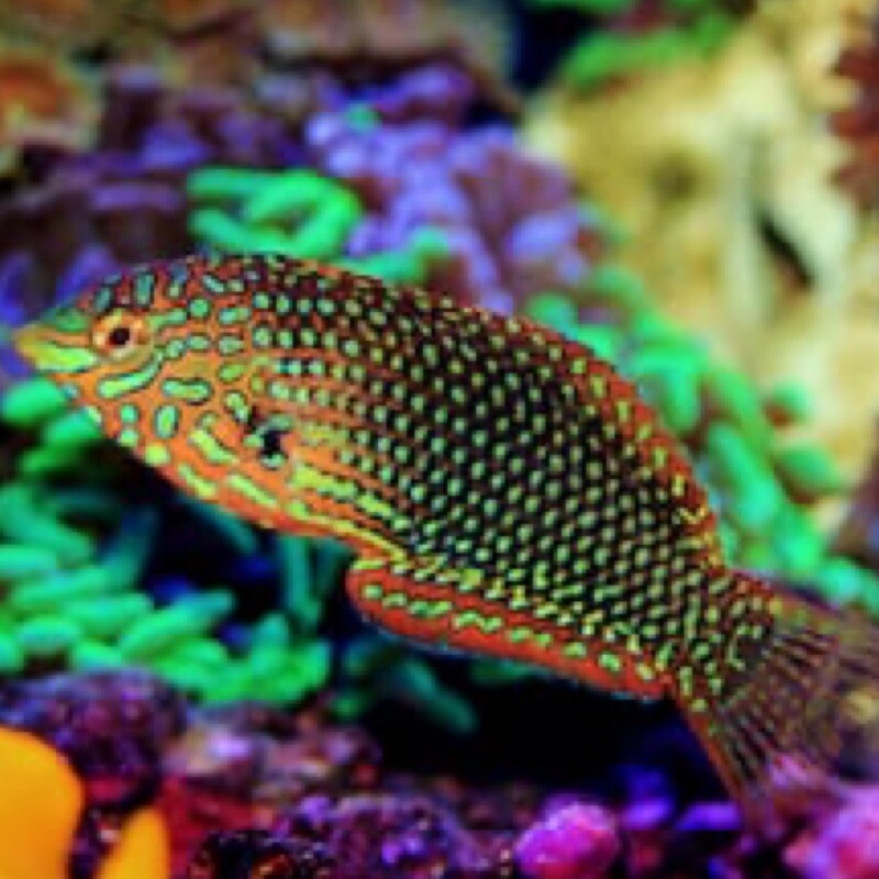 Leopard Wrasse