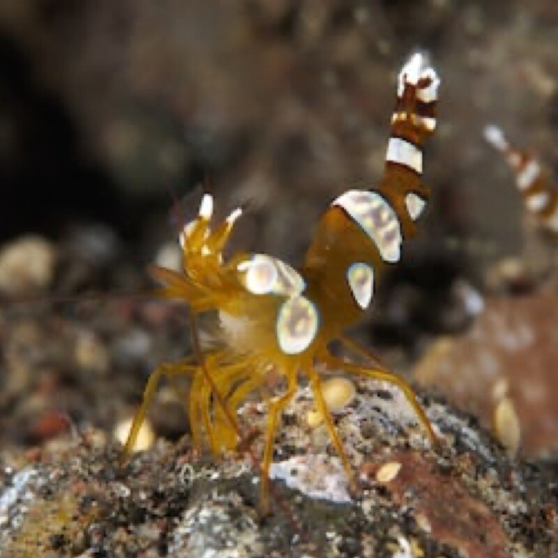Sexy Shrimp
