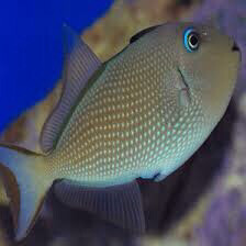 Blue Throat Trigger Female