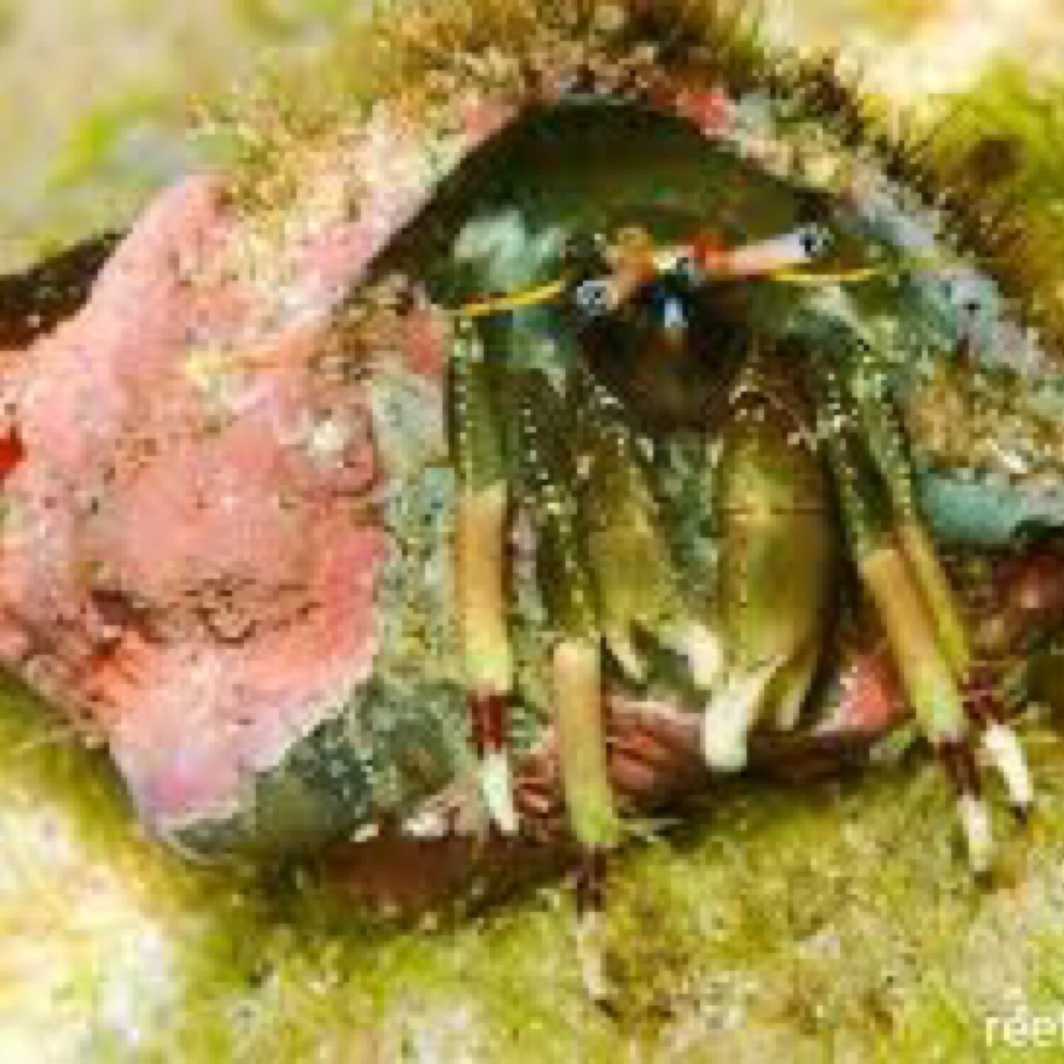 Yellow Tip Hermit Crab
