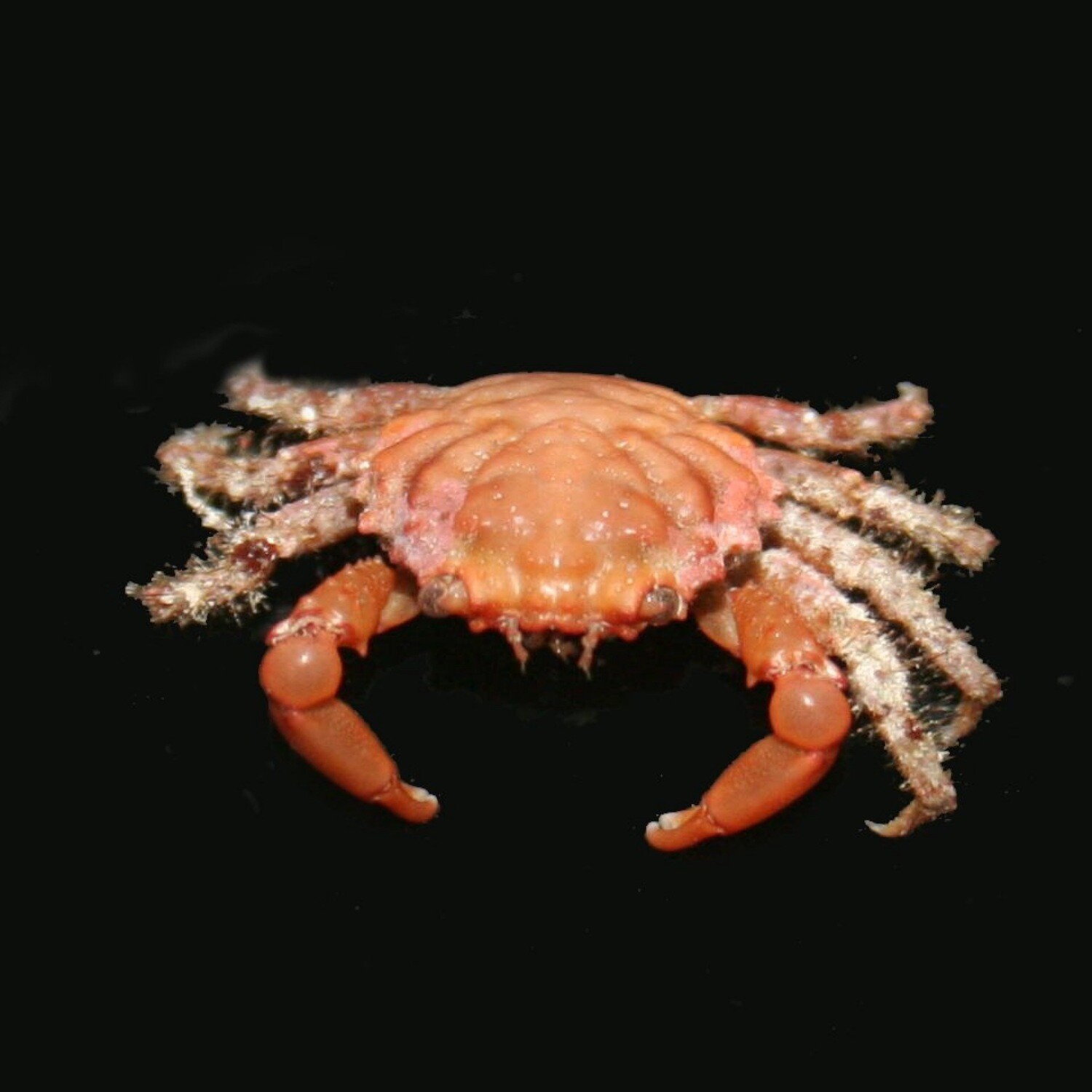 Ruby Red Emerald Crab