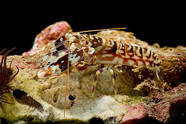 Tiger Pistol Shrimp