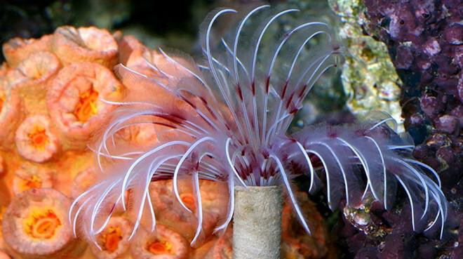 Coloured Dwarf Feather Duster