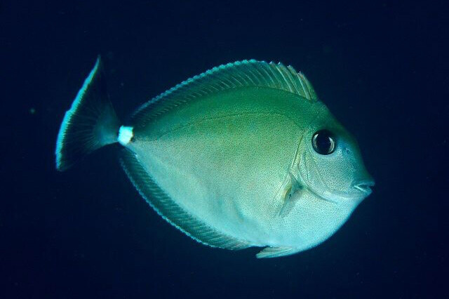 Ring Tail Naso Unicorn Tang
