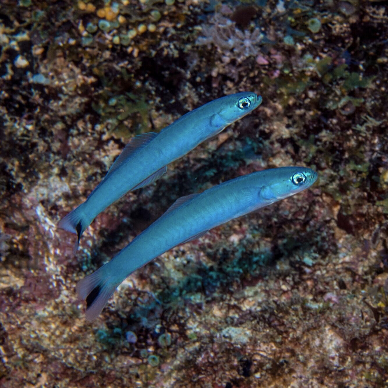 Blue Gudgeon Dartfish