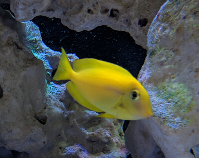 Orange Shoulder Tang, Size: Small