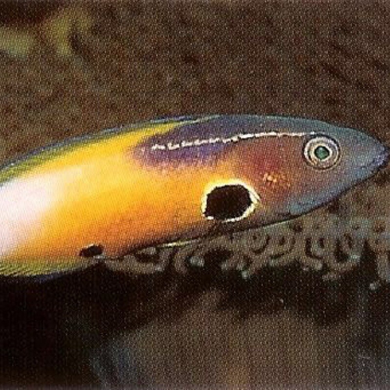 Allen’s Cleaner Wrasse