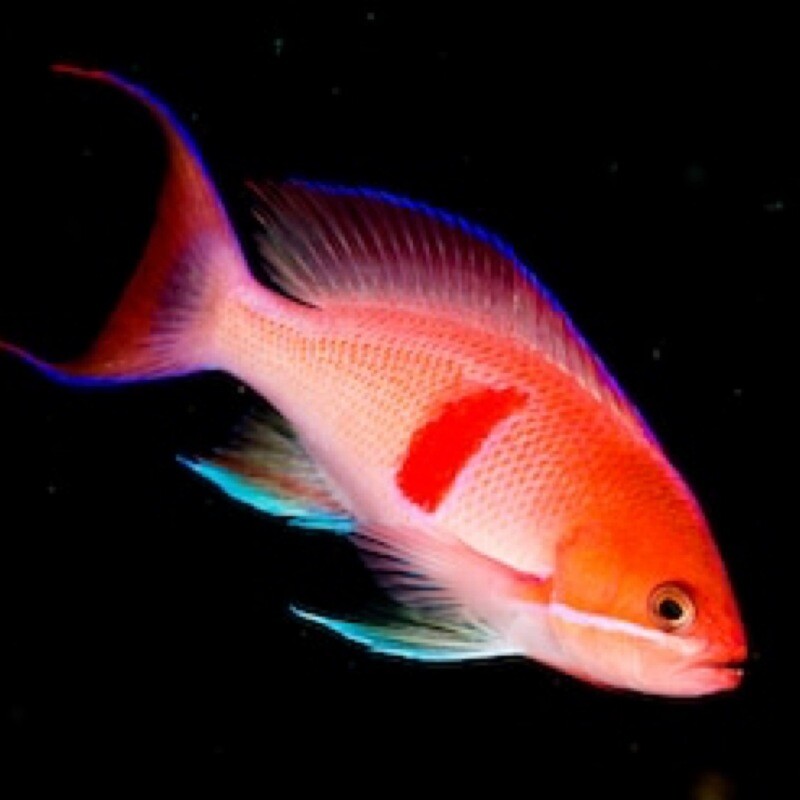 Tri-Colour Anthias