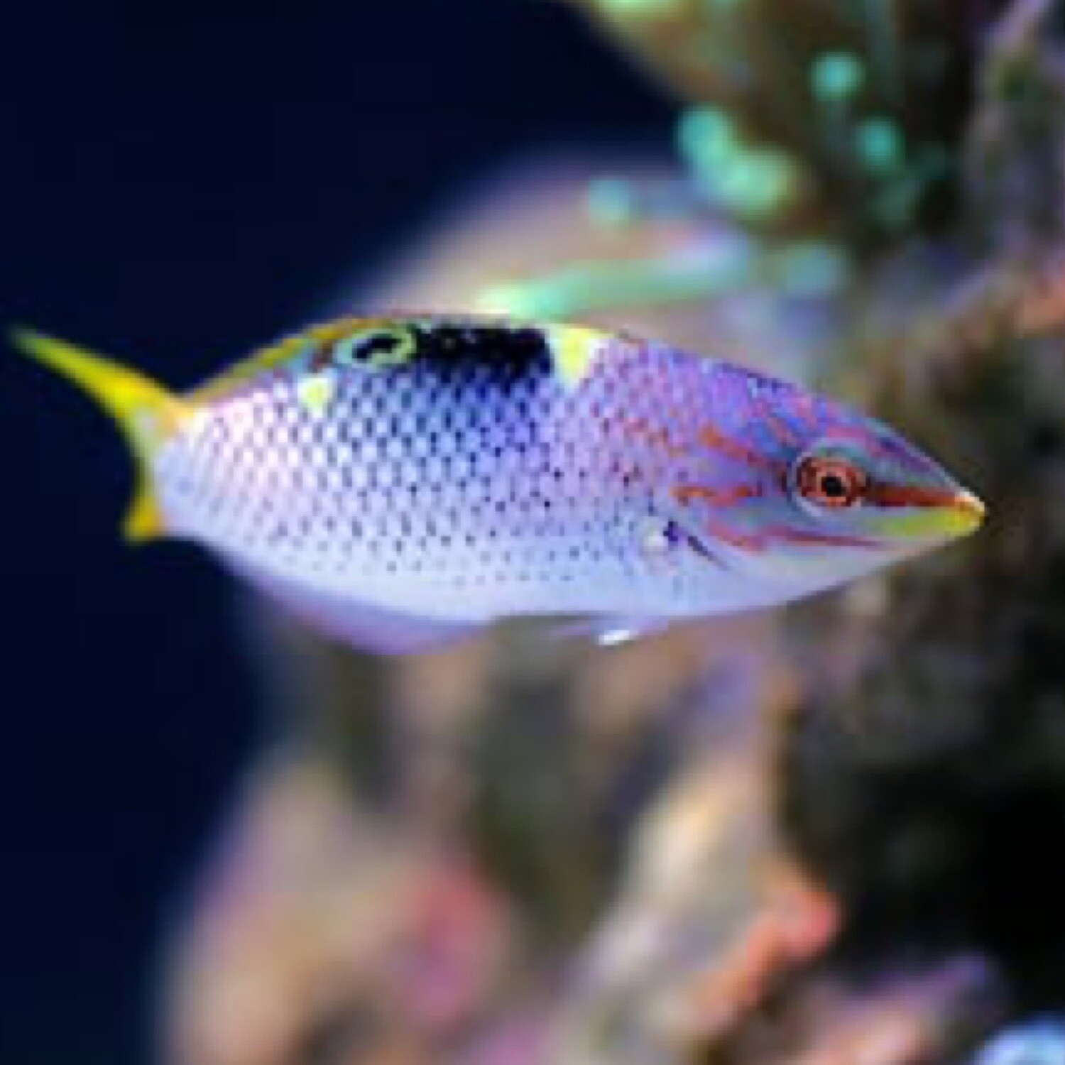 Checkerboard Wrasse