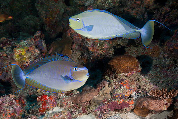 Vlamingii Tang