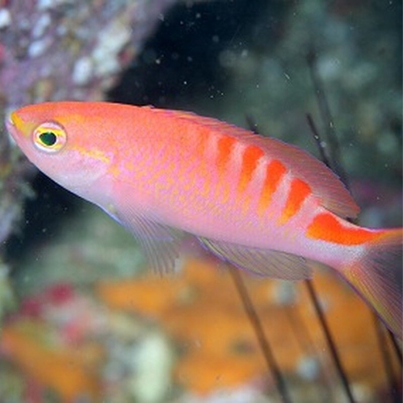 Anthias Tiger Queen