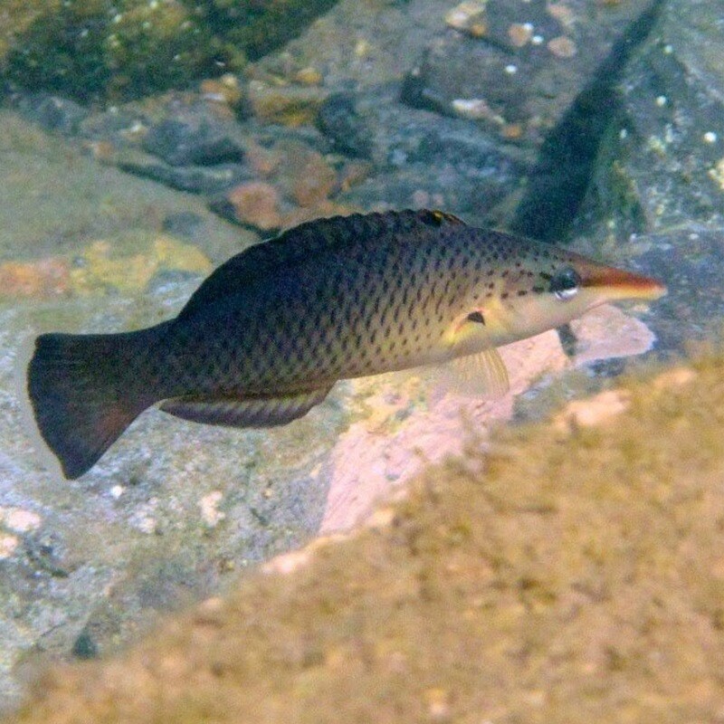 Birdfish Wrasse