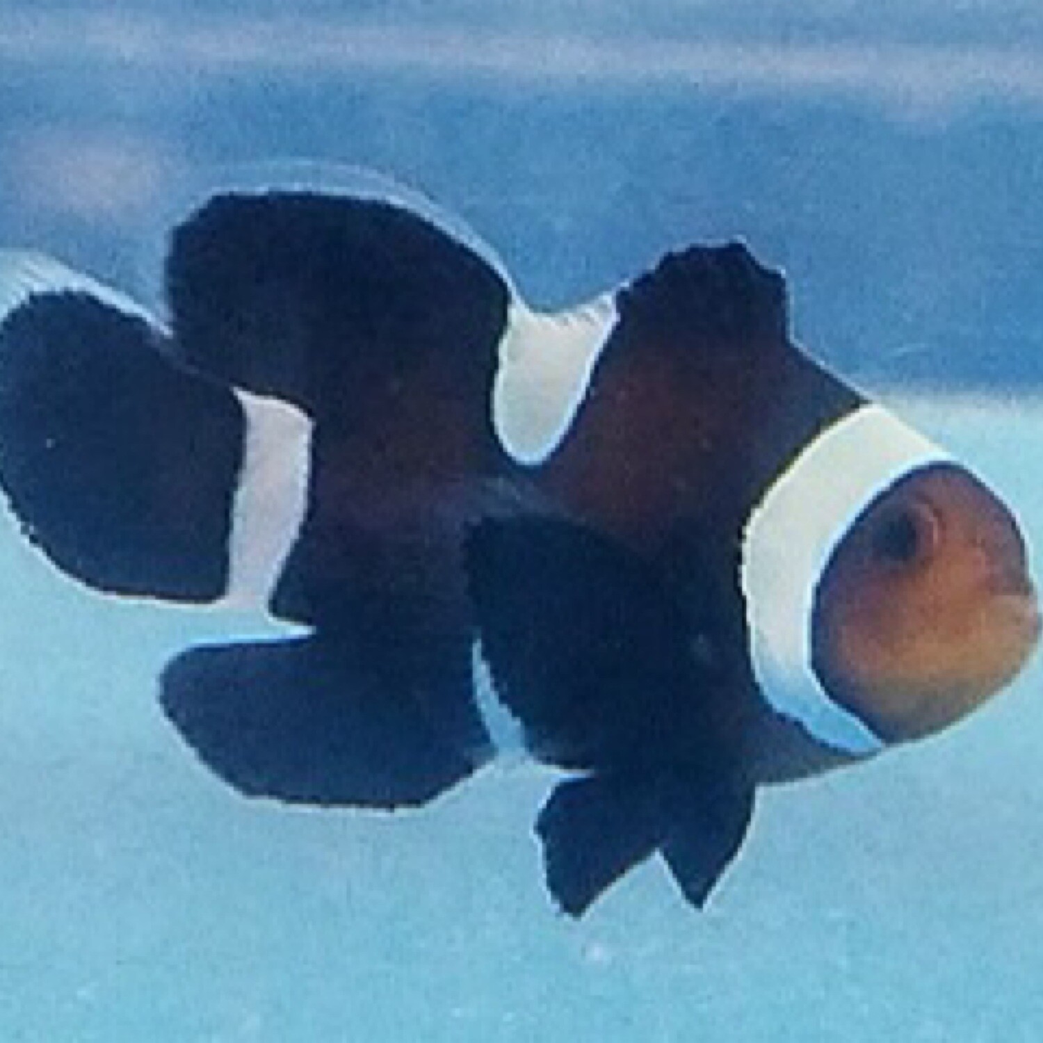 TR Black Ocellaris Misbar Longfin Clownfish